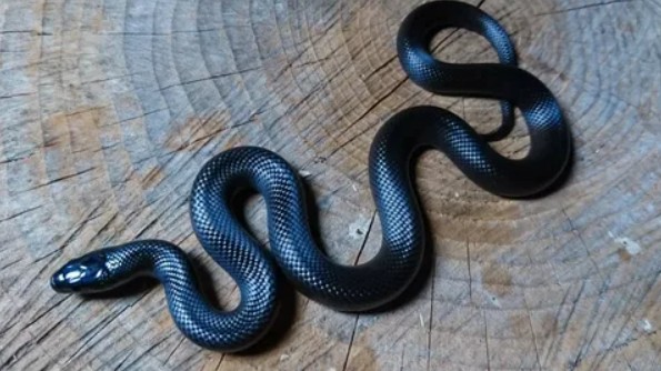 Знаете ли вы, кто такая Нигрита?